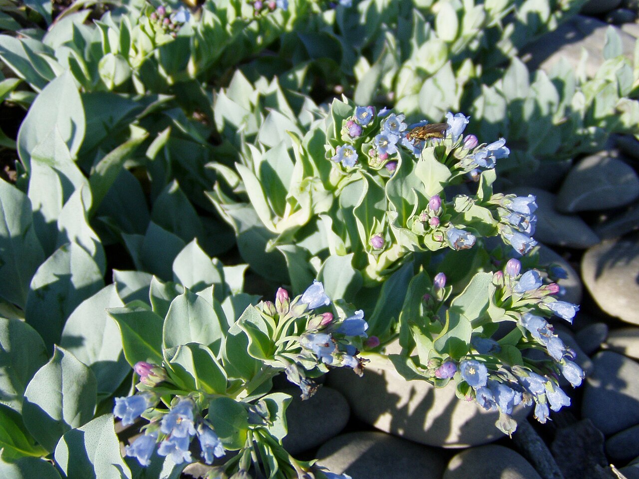 Oysterleaf: Oysterleaf ( Mertensia maritima ). Photo taken in July 2005 by myself, Danielle Langlois, on a shingle beach at Pointe-à-la-Frégate, Québec, Canada.