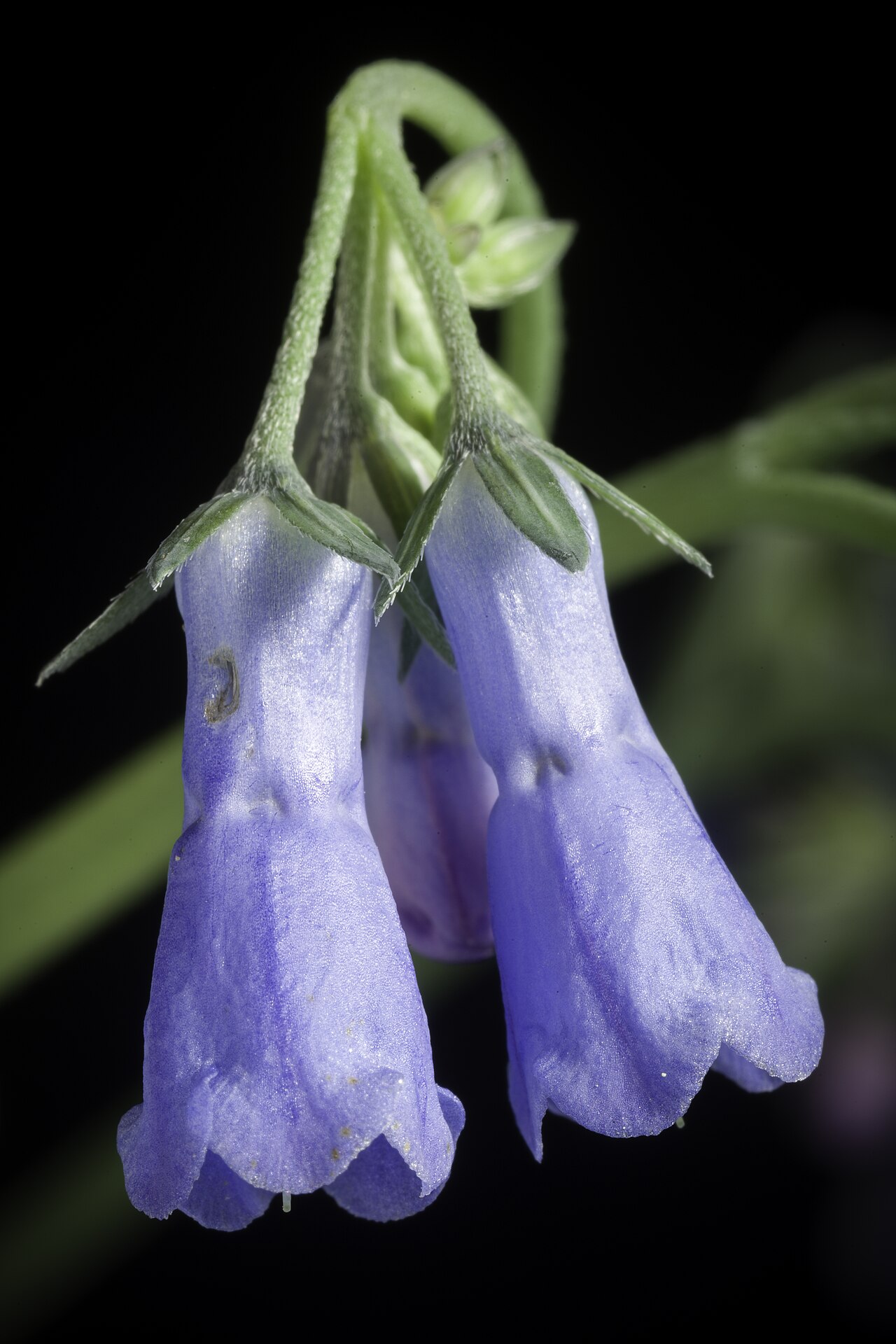 Mertensia pterocarpa: Plant derived from Hokkaido, Japan Japanese Name エゾルリソウ, 蝦夷瑠璃草, ハマベンケイソウ, 浜弁慶草, イワルリソウ, 岩瑠璃草 Taxonomy Family ムラサキ科 Boraginaceae Genus ハマベンケイソウ属 Mertensia Distri