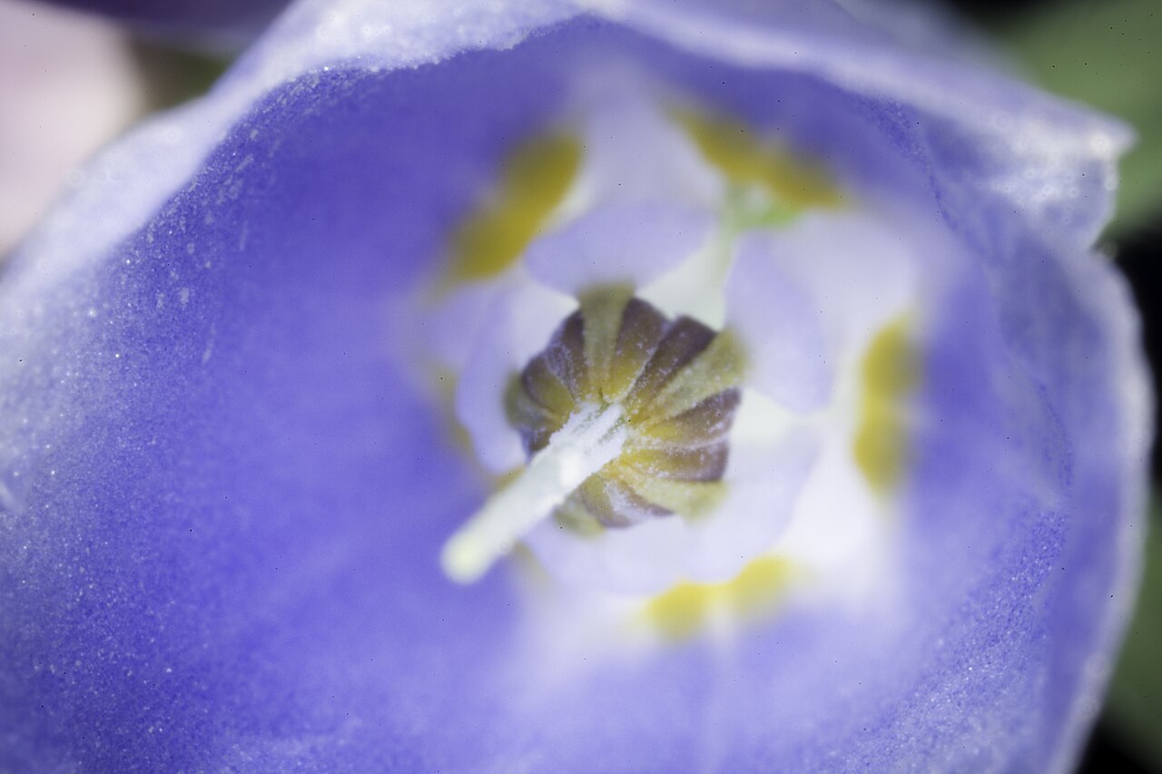 Mertensia pterocarpa: Plant derived from Hokkaido, Japan Japanese Name エゾルリソウ, 蝦夷瑠璃草, ハマベンケイソウ, 浜弁慶草, イワルリソウ, 岩瑠璃草 Taxonomy Family ムラサキ科 Boraginaceae Genus ハマベンケイソウ属 Mertensia Distri
