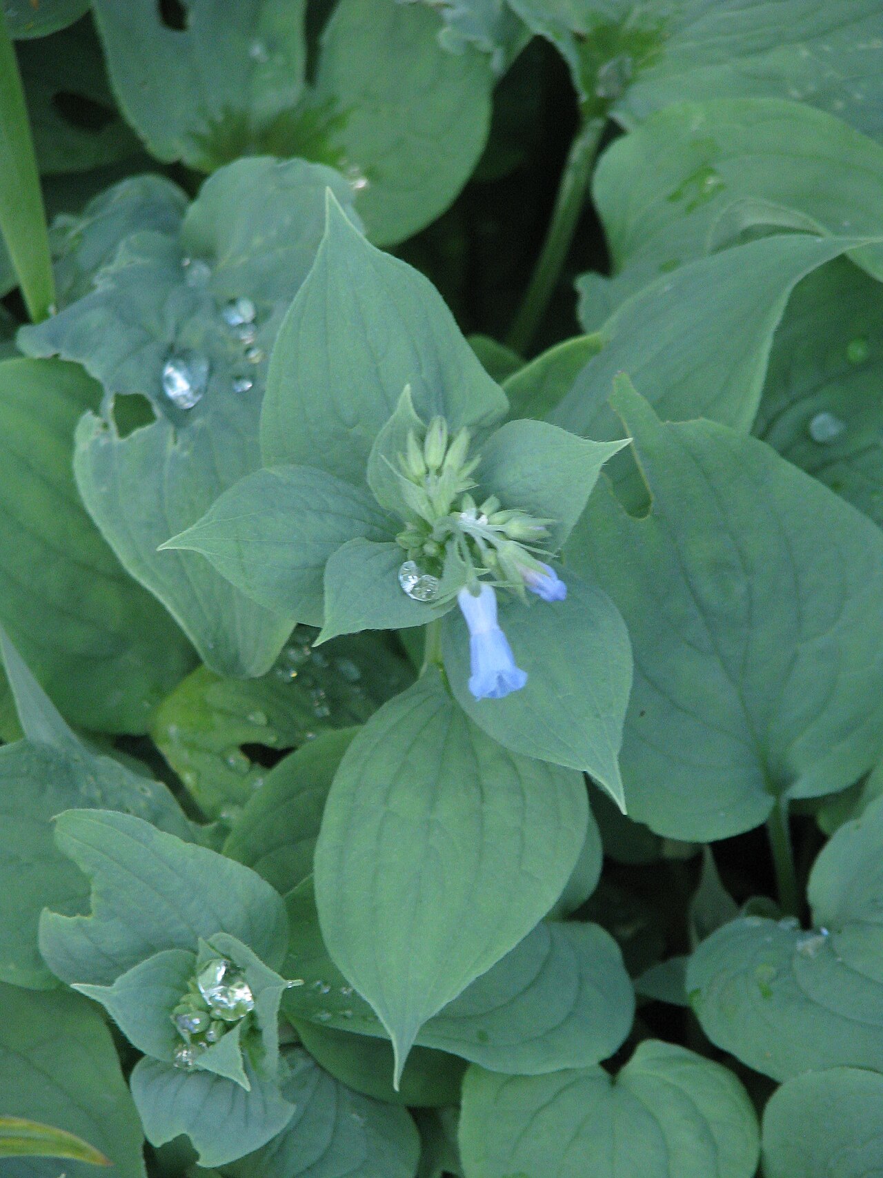 Mertensia pterocarpa: Mertensia pterocarpa yezoensis