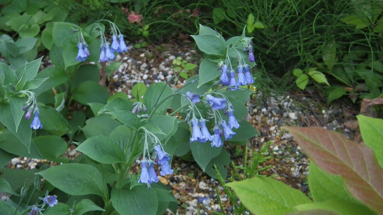 Mertensia pterocarpa: エゾルリソウ(箱根湿生花園にて)