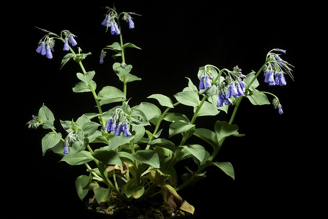 Mertensia pterocarpa: Plant derived from Hokkaido, Japan Japanese Name エゾルリソウ, 蝦夷瑠璃草, ハマベンケイソウ, 浜弁慶草, イワルリソウ, 岩瑠璃草 Taxonomy Family ムラサキ科 Boraginaceae Genus ハマベンケイソウ属 Mertensia Distri