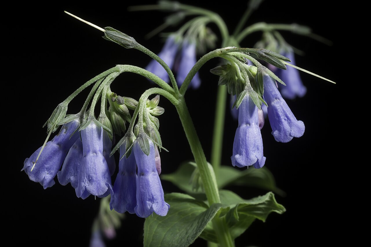 Mertensia pterocarpa: Plant derived from Hokkaido, Japan Japanese Name エゾルリソウ, 蝦夷瑠璃草, ハマベンケイソウ, 浜弁慶草, イワルリソウ, 岩瑠璃草 Taxonomy Family ムラサキ科 Boraginaceae Genus ハマベンケイソウ属 Mertensia Distri