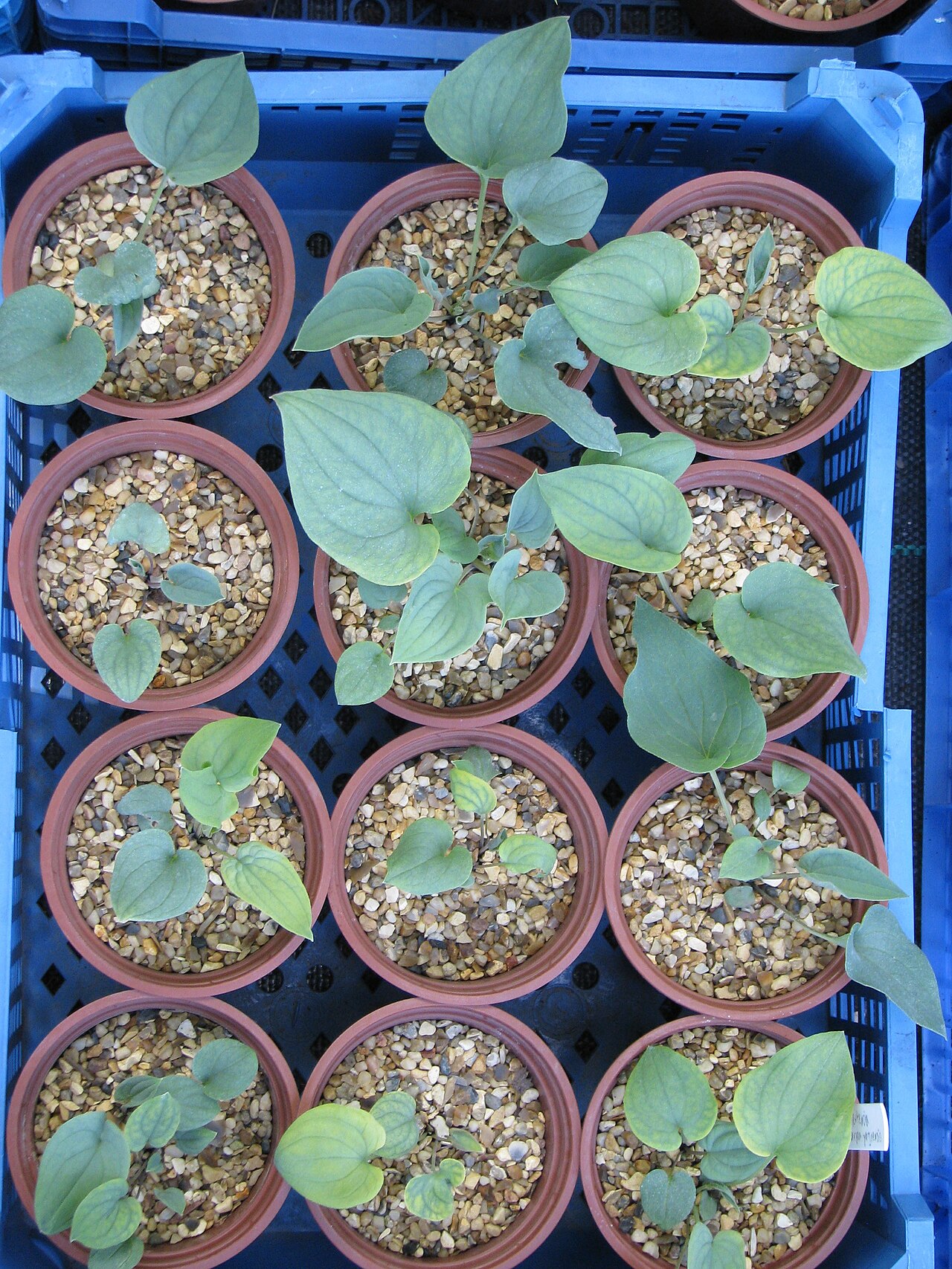 Mertensia pterocarpa: Aka M.sibirica