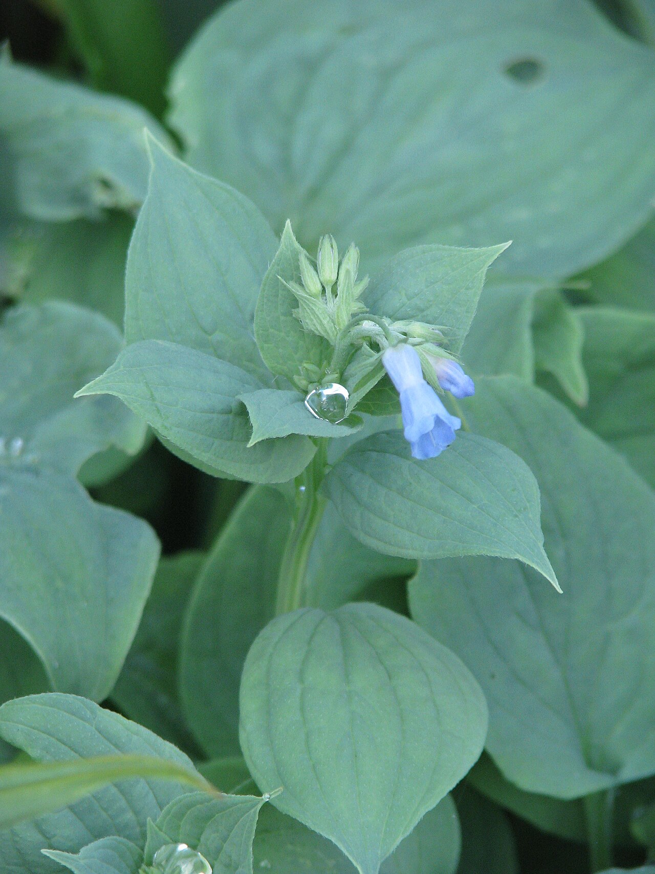 Mertensia pterocarpa: A brilliant and surprisingly easy (so far) little species, flowering now just a few months from seed.