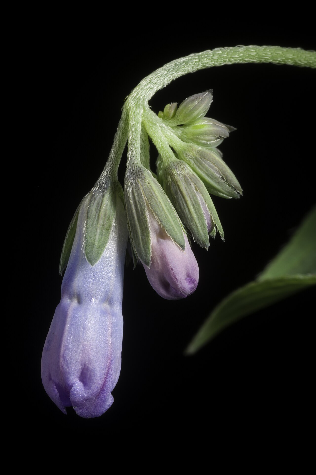Mertensia pterocarpa: Plant derived from Hokkaido, Japan Japanese Name エゾルリソウ, 蝦夷瑠璃草, ハマベンケイソウ, 浜弁慶草, イワルリソウ, 岩瑠璃草 Taxonomy Family ムラサキ科 Boraginaceae Genus ハマベンケイソウ属 Mertensia Distri