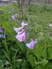 Virginia bluebells (Mertensia virginica)