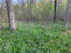 Virginia bluebells (Mertensia virginica)