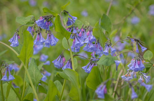 Virginia bluebells (Mertensia virginica)