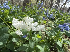 Virginia bluebells (Mertensia virginica)