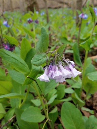 Virginia bluebells (Mertensia virginica)