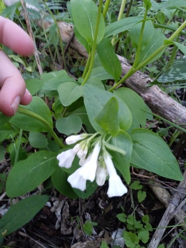 Virginia bluebells (Mertensia virginica)