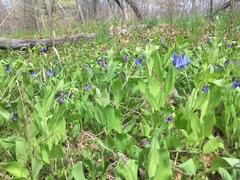 Virginia bluebells (Mertensia virginica)