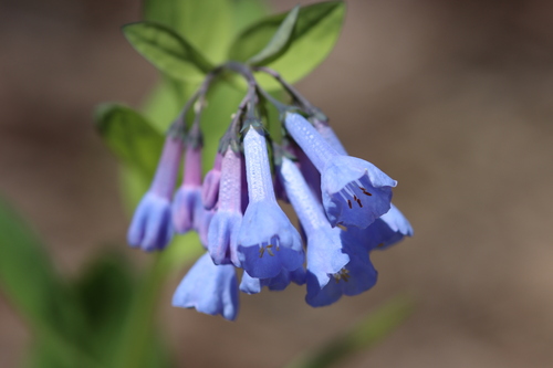 Virginia bluebells (Mertensia virginica)