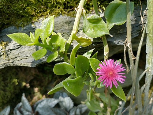 Baby sun rose: Kwiat w opolskim ZOO.