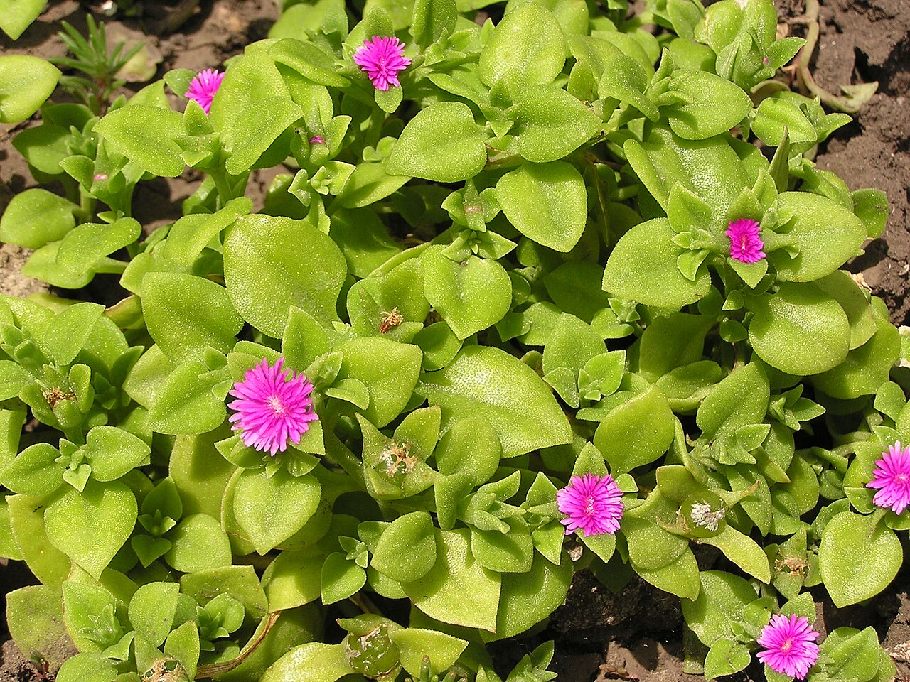 Baby sun rose: Растение в Седово.