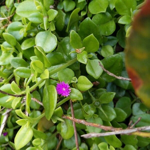 Baby sun rose (Mesembryanthemum cordifolium)