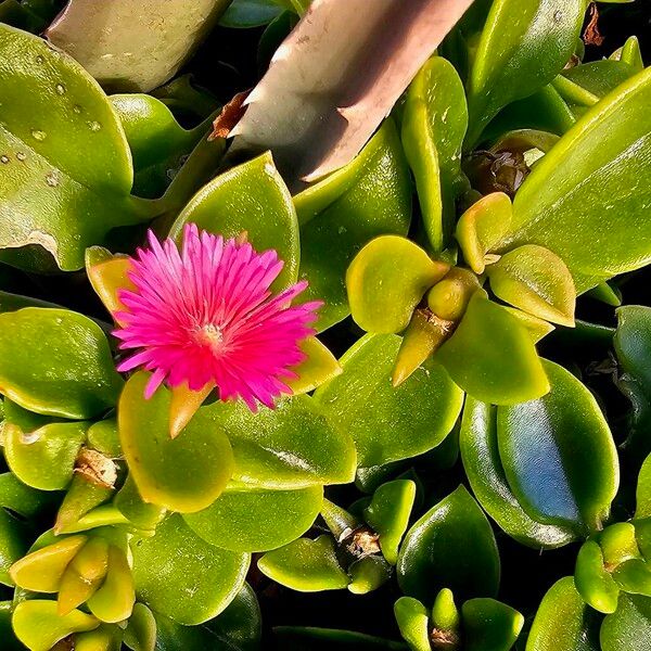 Baby sun rose (Mesembryanthemum cordifolium)
