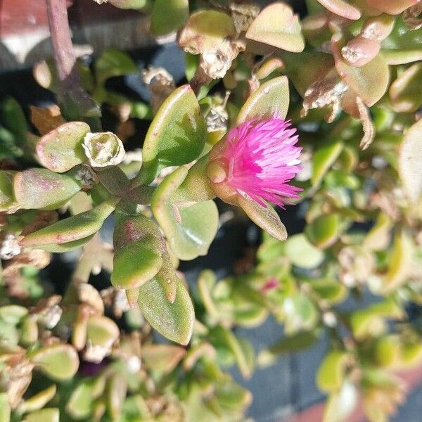 Baby sun rose (Mesembryanthemum cordifolium)