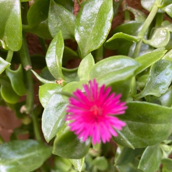 Baby sun rose (Mesembryanthemum cordifolium)