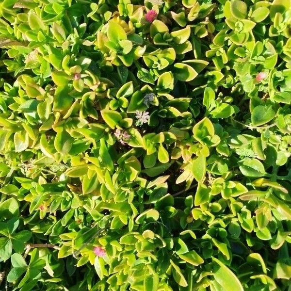 Baby sun rose (Mesembryanthemum cordifolium)