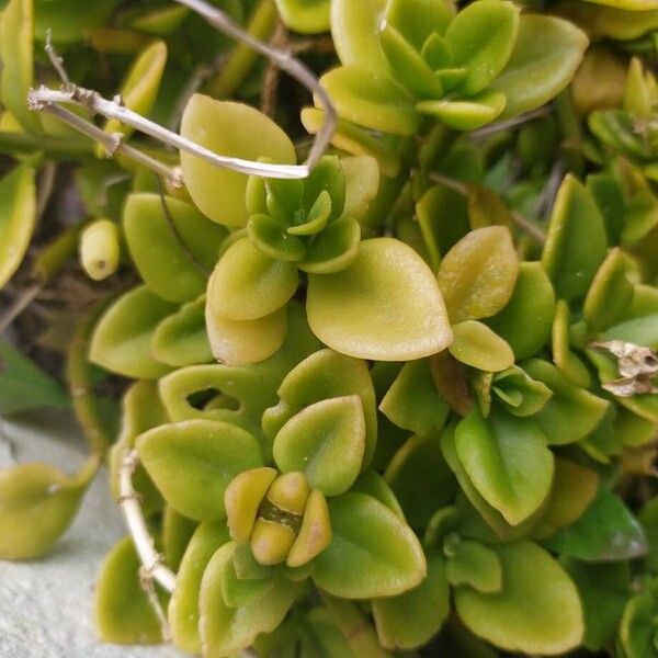 Baby sun rose (Mesembryanthemum cordifolium)