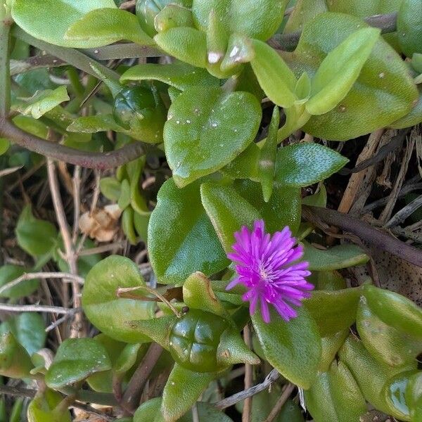 Baby sun rose (Mesembryanthemum cordifolium)