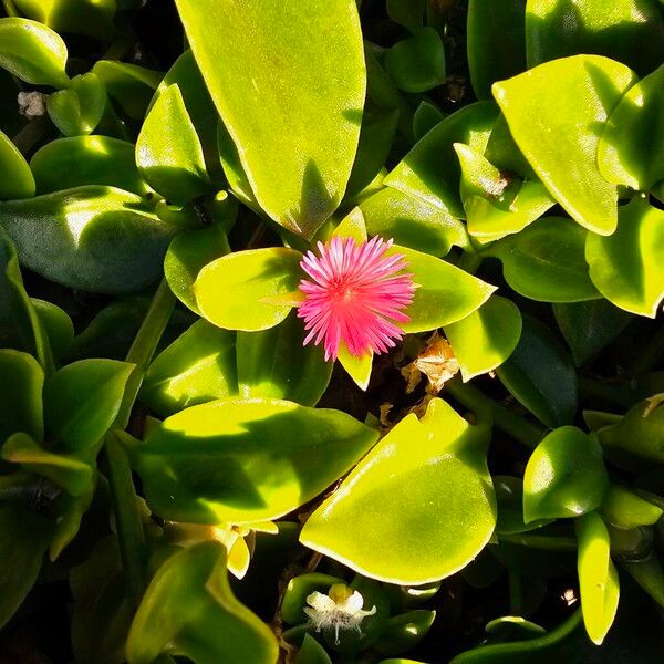 Baby sun rose (Mesembryanthemum cordifolium)