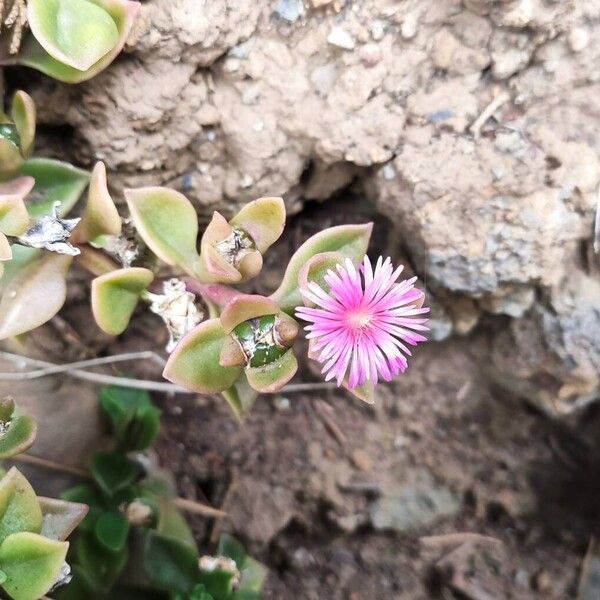 Baby sun rose (Mesembryanthemum cordifolium)