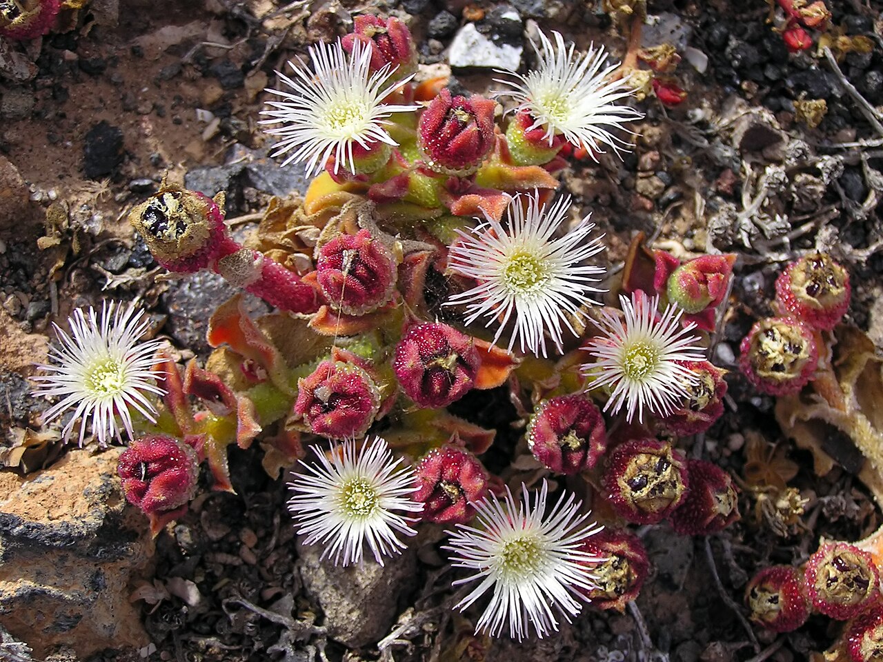 Common iceplant: Mesembryanthemum crystallinum , entire plant. Photographed in the wild in the La Geria region of Lanzarote .