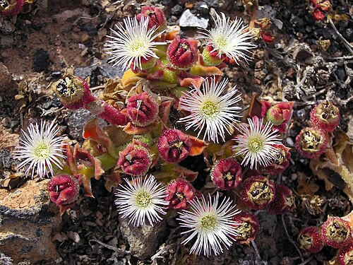 Common iceplant