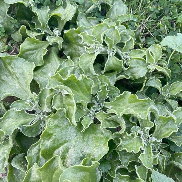 Common iceplant (Mesembryanthemum crystallinum)