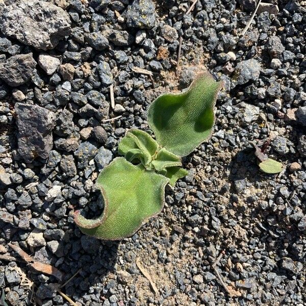 Common iceplant (Mesembryanthemum crystallinum)
