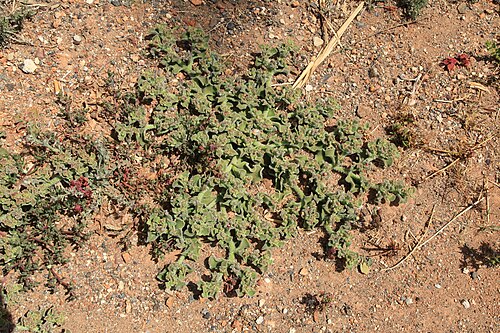 Common iceplant: Mesembryanthemum crystallinum growing at Calle General Primo De Rivera in Betancuria , Fuerteventura , Canary Islands .