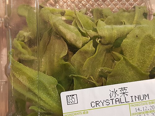 Common iceplant: Crystallinum sold as packaged vegetable in local supermarket.