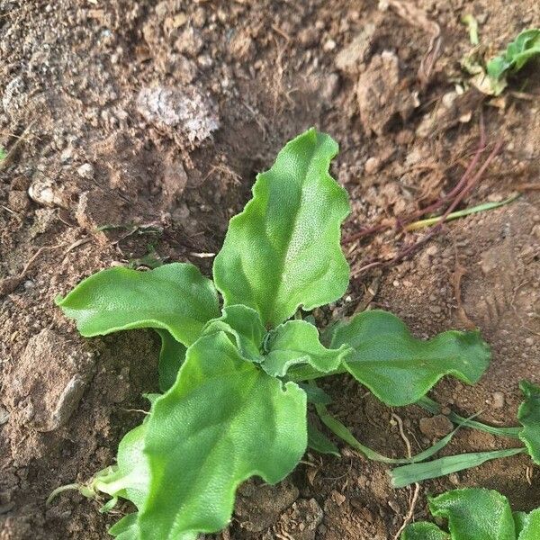 Common iceplant (Mesembryanthemum crystallinum)