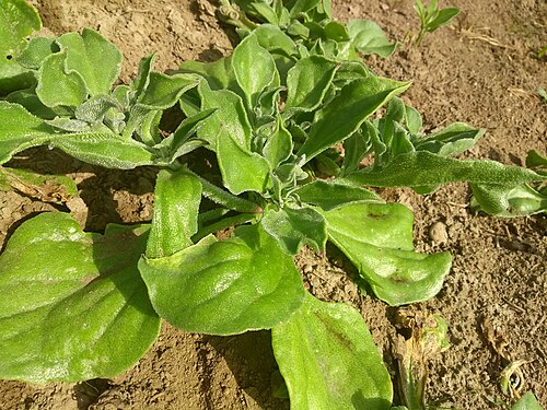 Common iceplant: Mesembryanthemum crystallinum