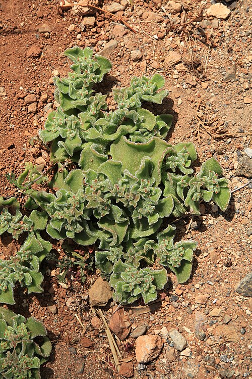 Common iceplant: Mesembryanthemum crystallinum growing at Calle General Primo De Rivera in Betancuria , Fuerteventura, Canary Islands