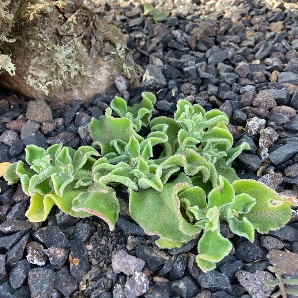 Common iceplant (Mesembryanthemum crystallinum)