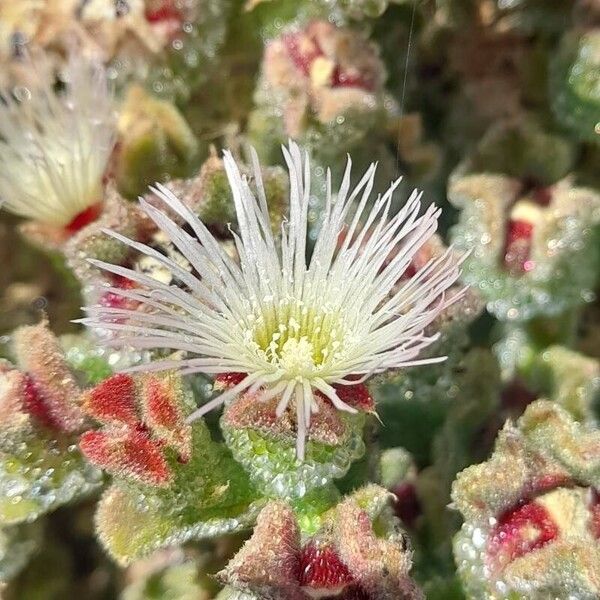 Common iceplant (Mesembryanthemum crystallinum)