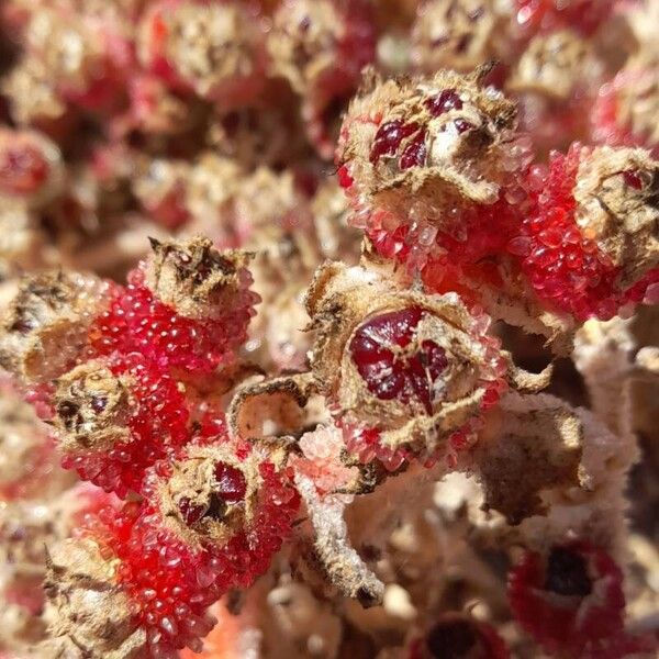 Common iceplant (Mesembryanthemum crystallinum)