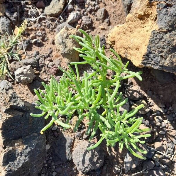 Slenderleaf iceplant (Mesembryanthemum nodiflorum)