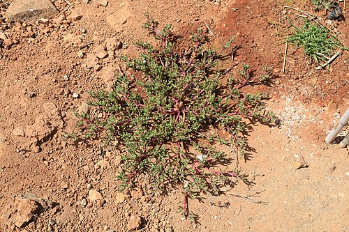 Slenderleaf iceplant: Mesembryanthemum nodiflorum growing at Calle General Primo De Rivera in Betancuria , Fuerteventura, Canary Islands