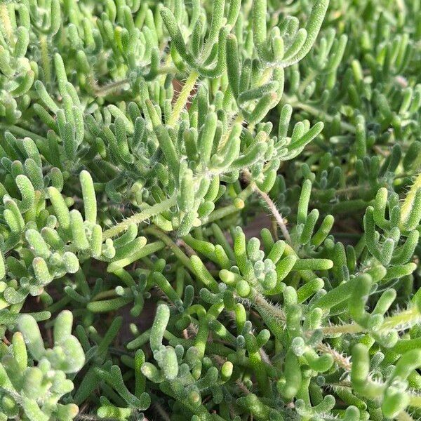 Slenderleaf iceplant (Mesembryanthemum nodiflorum)