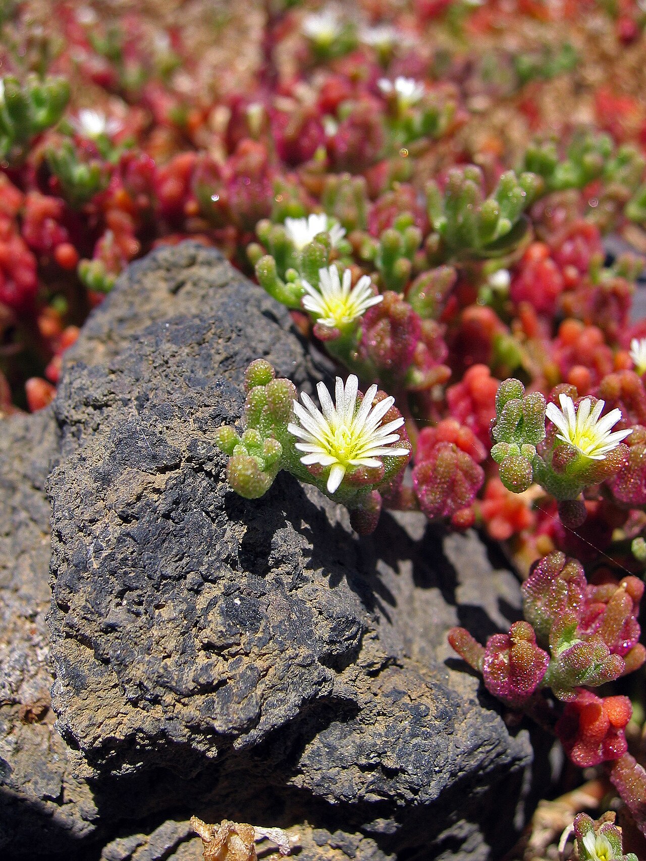 Slenderleaf iceplant: Mesambryanthemum nodiflorum (or Delosperma sp.?), Los Cancajos, La Palma, Spain