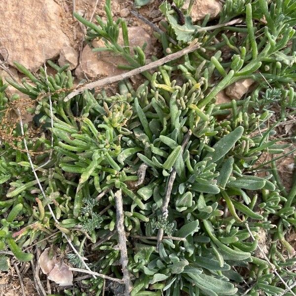 Slenderleaf iceplant (Mesembryanthemum nodiflorum)