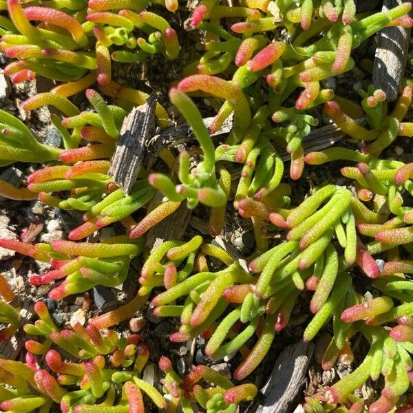 Slenderleaf iceplant (Mesembryanthemum nodiflorum)
