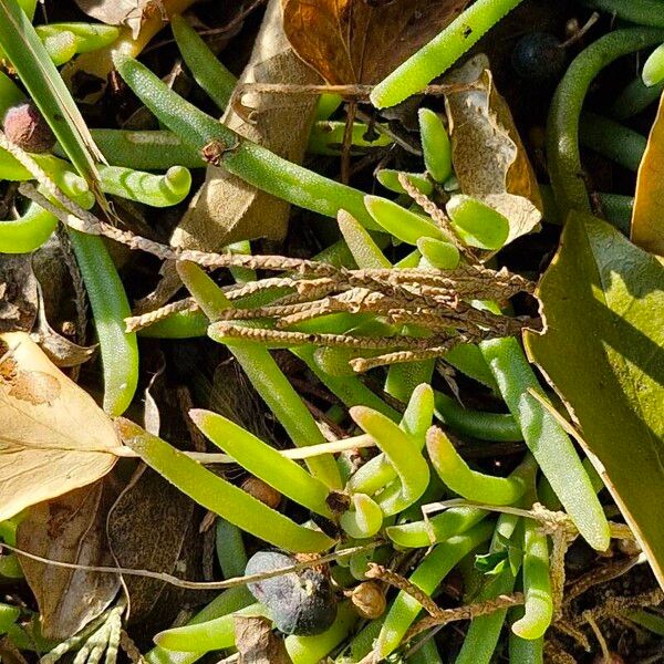 Slenderleaf iceplant (Mesembryanthemum nodiflorum)