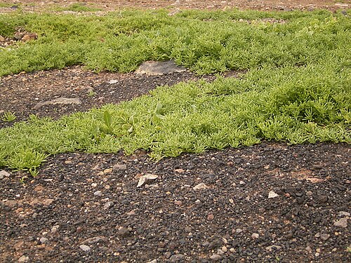 Slenderleaf iceplant: Mesembryanthemum nodiflorum growing in La Fajana , Barlovento , La Palma , Canary Islands