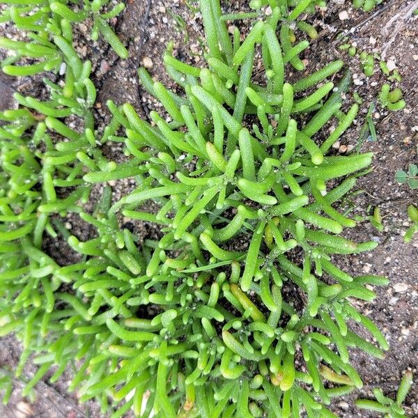 Slenderleaf iceplant (Mesembryanthemum nodiflorum)